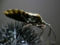 /album/hemiptera/ceraleptus-gracilicornis-1-jpg/